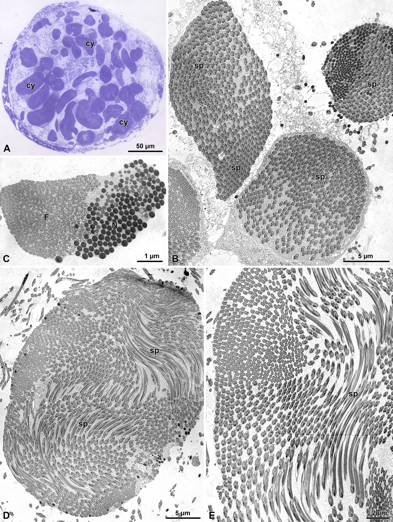 Figure 6: Olibrus affinis. A) Semi-thin section through testis showing the large sperm cysts (cy). B) Cross section at low magnification showing the large number of sperm cells (sp) in each cyst. C) Cross section through a cyst to show the closeness of nuclei (N) and tail ends (F) as consequence of sperm looping. D-E) Cross sections of two large sperm cysts to show the sperm looping (sp) throughout the cyst volume.