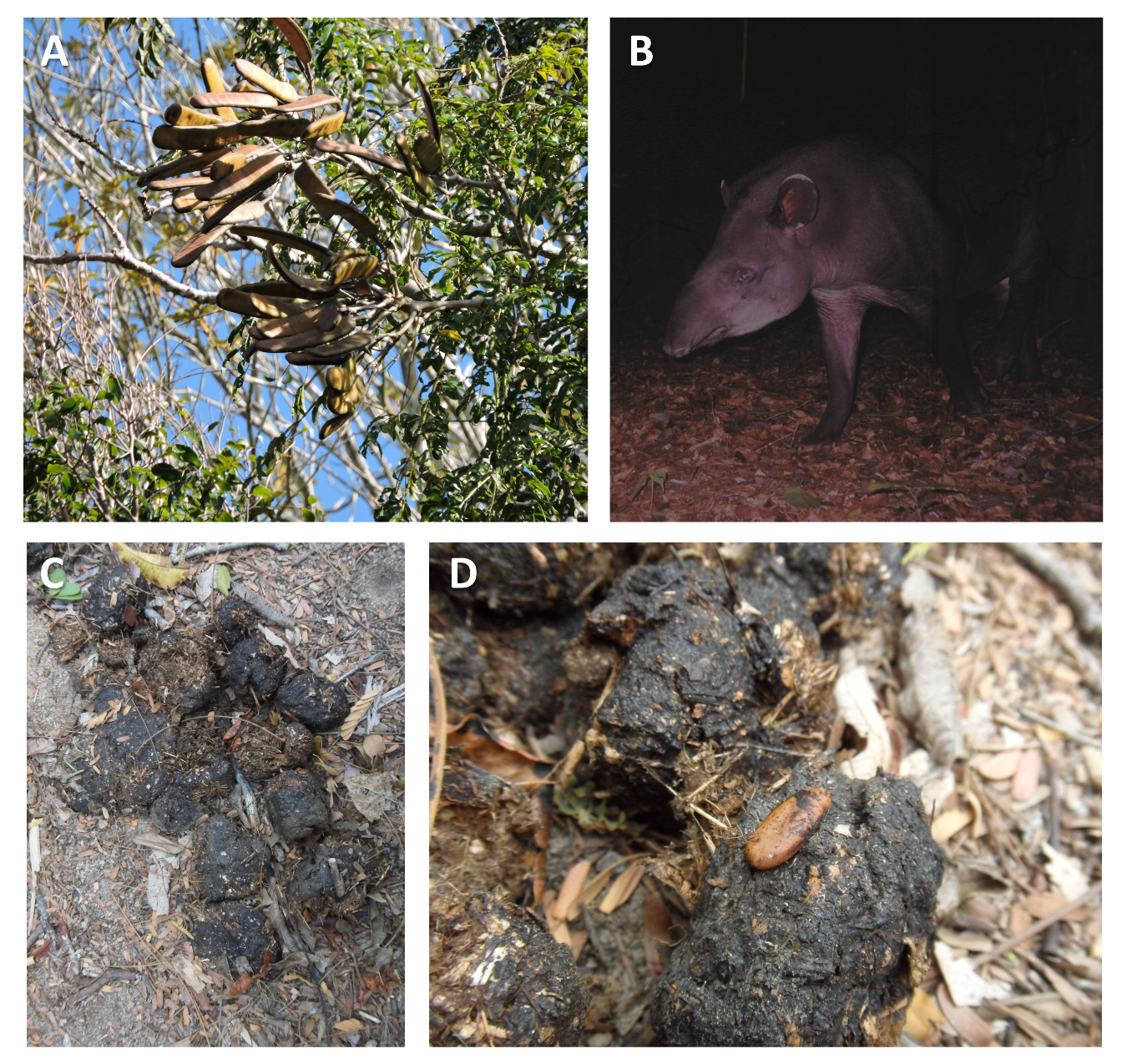 Figure 1: Fruits of Dimorphandra jorgei (Fabaceae; A) and Tapirus terrestris (South American tapir; B) recorded in the Vale Natural Reserve (Espírito Santo, Southeastern Brazil); tapir fecal sample (C) containing seeds (D).