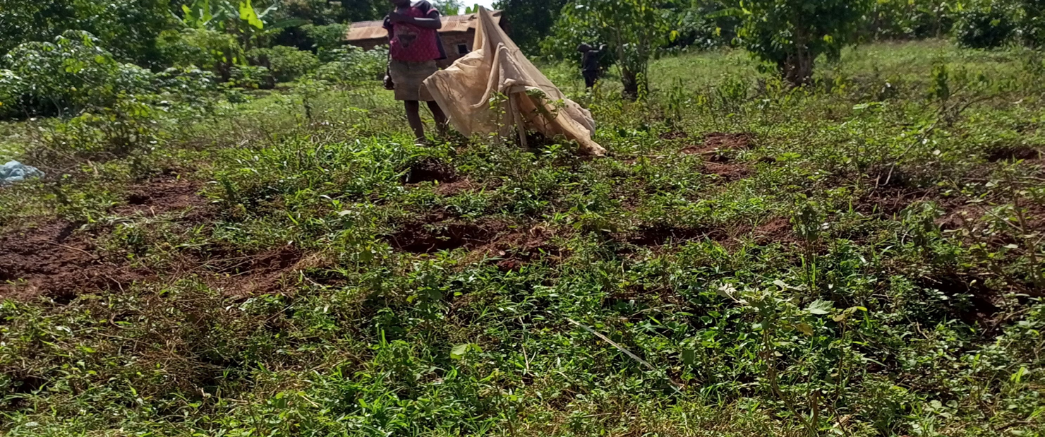 Figure 1: A Mosquito Net Being Used To Trap White Ants (Photo Credit Lazaaro Mujumbusi).