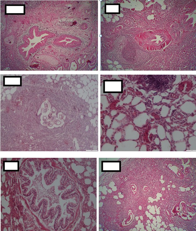 Figure 2: Histopathological lesions caused by parasites in microscopic sections.