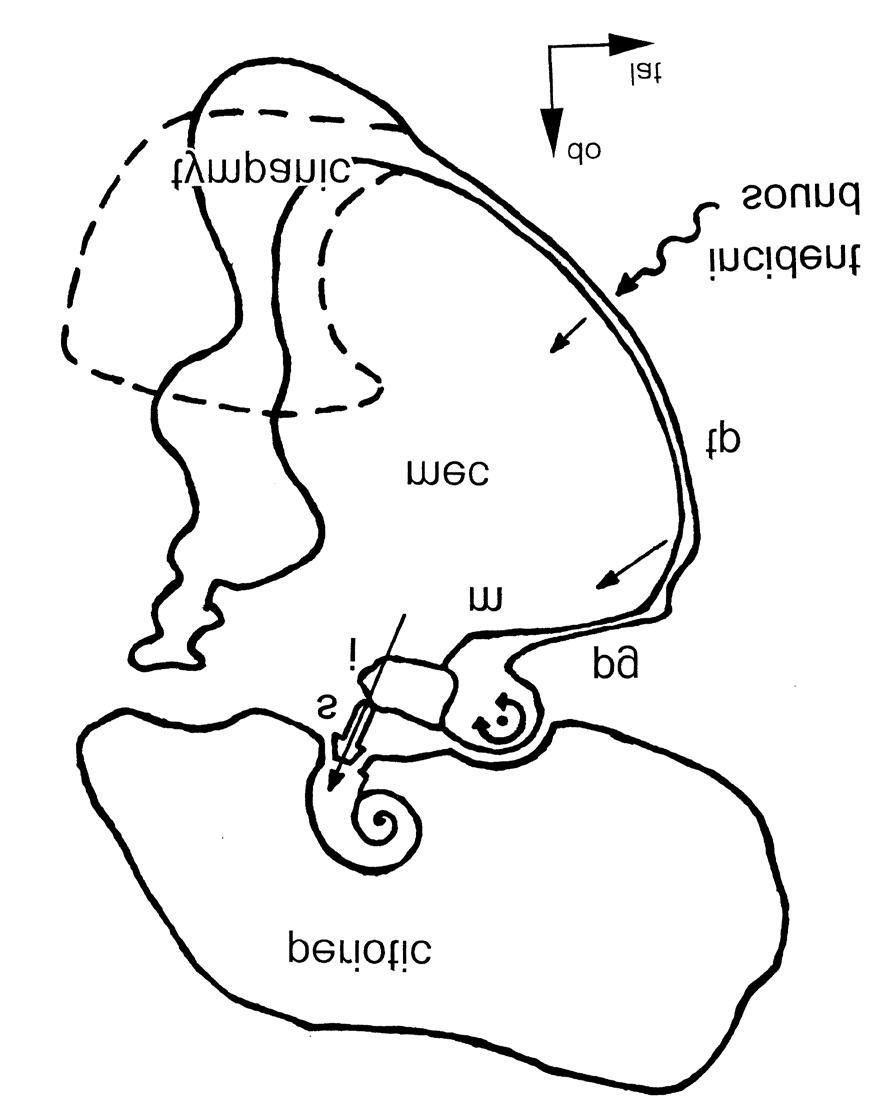 Figure 4: Schematic representation of the odontocete middle and inner ear from Hemilä et al. (1999). The incident sound arriving at the tympanic plate (tp) is shown by wavy arrow. The black dot indicates the rotational axis of the ossicular chain. The straight arrow shows the direction of the stapes movement during increasing sound pressure. tp, tympanic plate; pg, processus gracilis; m, malleus; i, incus; s, stapes; mec, middle ear cavity; c, cochlea. The dashed contour shows the thickest part of the massive lower half of the tympanic bone, which lies in another plane than the main scheme.
