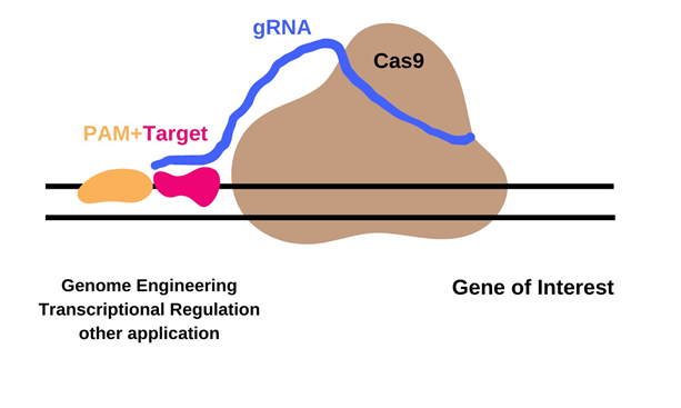 Figure 2: Schematic summary of CRISPR/Cas endonuclease concepts. (A) Different formats in which Cas protein, gRNA, and HDR templates can be used to achieve gene editing. (B) The active RNP complex acts by cleaving 2 DNA strands at the sgRNA target site in the presence of a PAM sequence (red). Three repair mechanisms can occur: (1) NHEJ, which can induce gene knockout by random indel formation; (2, 3) HDR using a ssDNA or dsDNA template, respectively [45].