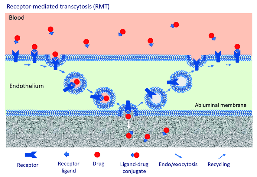 Figure 1: (RMT) – A portal entry of nanoparticles to the CNS.
