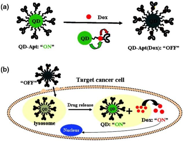 Figure 6: The anticancer drug, Dox, intercalated with the RNA aptamer, was gradually released from the QD system. Another study employed nanoconjugates of CdSe/CdS/ZnS QD and doxorubicin [41], targeting alveolar macrophages for the treatment of pulmonary disease. In both cases, the released drug maintained its bioactivity. These examples illustrate the potential of nanoparticle platforms in targeted therapy and sensing applications. This makes QDs able to revolutionize drug delivery systems, enhancing their precision and efficacy, particularly in the context of cancer treatment and other medical applications.