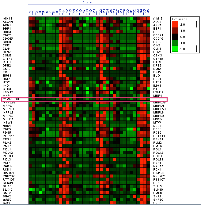 Figure 12: Expression of the RPL17B gene.