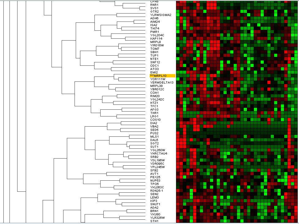 Figure 14: Cluster with similar expression level around MRPL10.