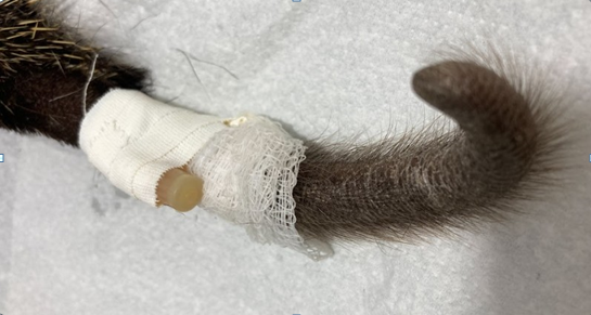 Figure 1: Venous access at the lateral tail vein in a female _C. spinosus_, 2 years old, with 1.6 kg.