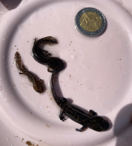 Figure 3: The three forms of Salamadre larvae (Small, Medium and Giant).