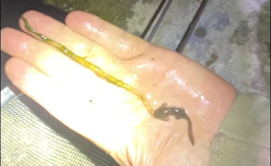 Figure 6: Salamander larva consuming a Myriapod.