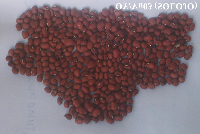 Figure 1: Brown Solojo Cowpea. Figure 2: Dark-Ash Solojo Cowpea.