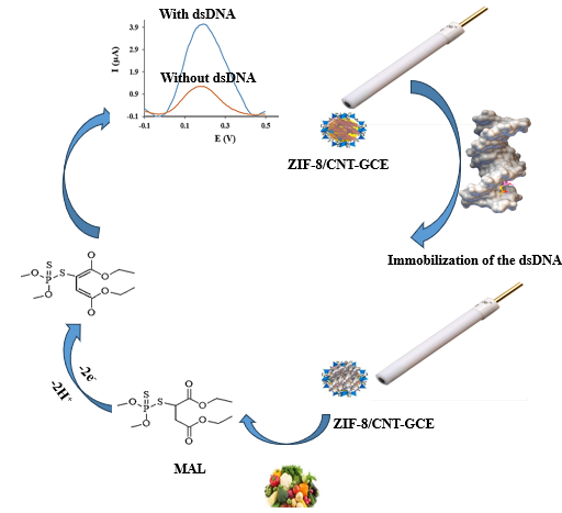 Figure 5: (A) Optimization of the volume of ZIF-8/CNT solution. Conditions: 8.00 μM MAL; dsDNA concentration, 200 µM; dsDNA immobilization time, 150 s; pH of extraction solution, 7.0; pH of measuring solution, 7.0; accumulation time: 7 min. (B) Optimization of the dsDNA concentration. Conditions: 8.00 μM MAL; volume of ZIF-8/CNT solution, 6 µM; dsDNA immobilization time, 150 s; pH of extraction solution, 7.0; pH of measuring solution, 7.0; accumulation time: 7 min. (C) Optimization of the dsDNA immobilization time. Conditions: 8.00 μM MAL; dsDNA concentration, 150 µM; volume of ZIF-8/ CNT solution, 6 µM; pH of extraction solution, 7.0; pH of measuring solution, 7.0; accumulation time: 7 min. (D) Optimization of the pH of extraction solution. Conditions: 8.00 μM MAL; dsDNA concentration, 150 µM; volume of ZIF-8/CNT solution, 6 µM; dsDNA immobilization time, 200 s; pH of measuring solution, 7.0; accumulation time: 7 min. (E) Optimization of the MAL accumulation time. Conditions: 8.00 μM MAL; dsDNA concentration, 150 µM; volume of ZIF-8/CNT solution, 6 µM; dsDNA immobilization time, 200 s; pH of measuring solution, 7.0; pH of extraction solution, 7.0. (F) Optimization of the pH of measurement solution. Conditions: 8.00 μM MAL; dsDNA concentration, 150 µM; volume of ZIF-8/CNT solution, 6 µM; dsDNA immobilization time, 200 s; accumulation time: 9 min; pH of extraction solution, 7.0.
