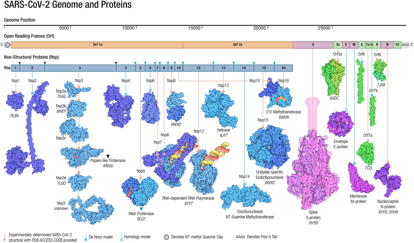 Figure 1: SARS-CoV-2 Genome and Proteins.