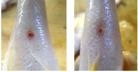 Figure 2: Mean monthly GSI of combined sexes of P. elongatus from Jaja creek.