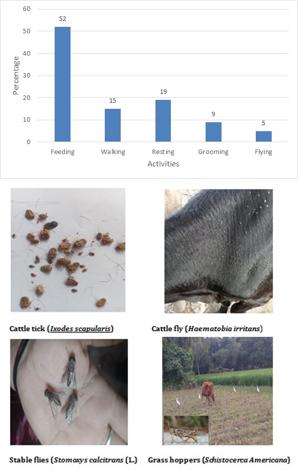 Figure 1: Percentage of different activities of cattle egret.