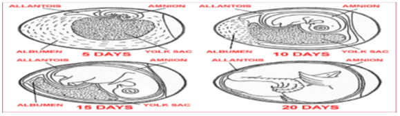 Figure 2: ** Egg development stages.