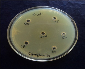 Figure 2: Anti-inflammatory activity of test extract.