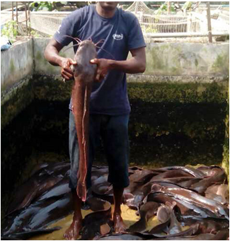 Figure 6: ** Concrete Pond Fish Harvest in the Study Area.