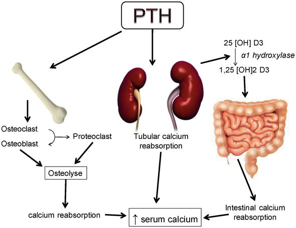Figure 11: Parathyroid hormone.