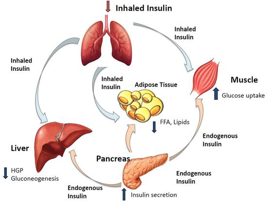 Figure 13: Action of insulin.