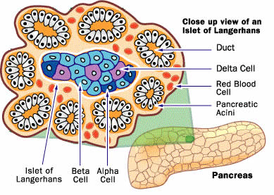 Figure 14: Pancreas.