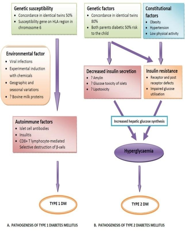 Figure 16: Pathogenesis of the type 1 and 2 diabetes mellitus.