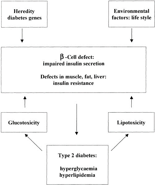Figure 18: Beta Cell Destruction.