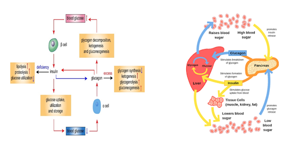 Figure 2: Carbohydrate Metabolism.