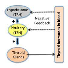 Figure 5: Negative Feedback of Thyroid hormones.