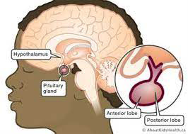 Figure 6: posterior pituitary secretes two major hormones oxytocin and vasopressin.