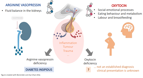 Figure 7: Role of vasopressin and oxytocin.