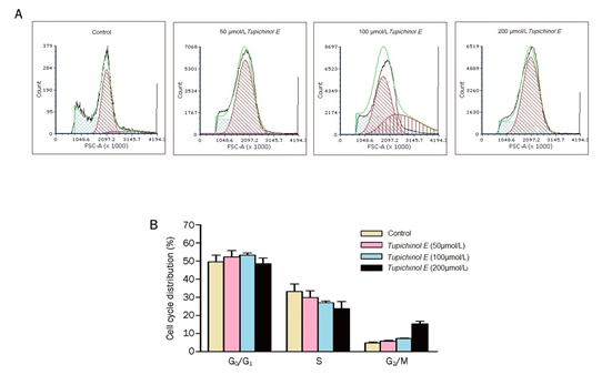 Figure 7: Tupichinol E may have reduced cyclin B1 expression, which led to the cells’ accumulation in the G2/M phase. (A) MCF-7 cells were subjected to a 24-hour treatment of Tupichinol E at 0, 50, 100, and 200 μmol/L. Following a wash, fixation, staining with propidium iodide, and flow cytometry analysis, the cells were examined for DNA content. There was only one example result displayed. (B) The percentage of cells in each cell cycle phase following treatment with Tupichinol E. n = 4. Mean±SD. bP<0.05, cP<0.01.