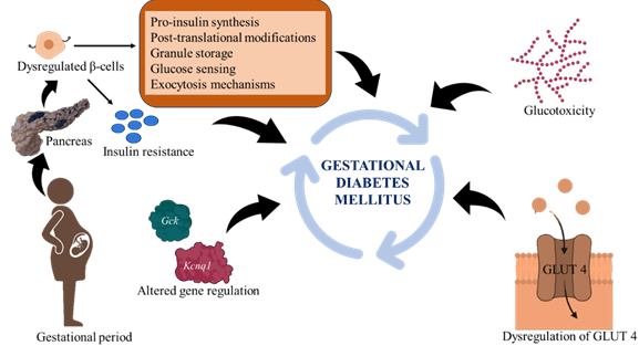 Figure 1: Pathophysiology of GDM. This figure illustrates the mechanism involved in the dysregulation of β-cells and other factors such as altered gene regulation of Gck and Kcnq1, and dysregulation of GLUT-4 causing GDM in pregnant women.