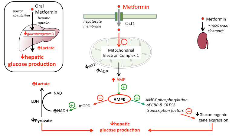 Figure 3: Action of Metformin.