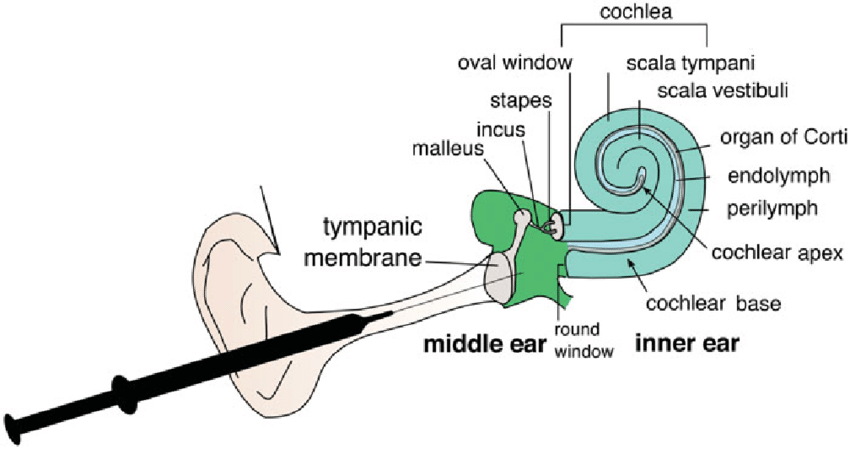 Figure 1: Anatomy of Inner Ear.