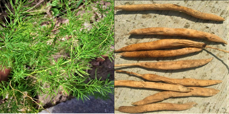 Figure 1: Shows the leaves and roots of the plant _Asparagus_ _racemosus_.