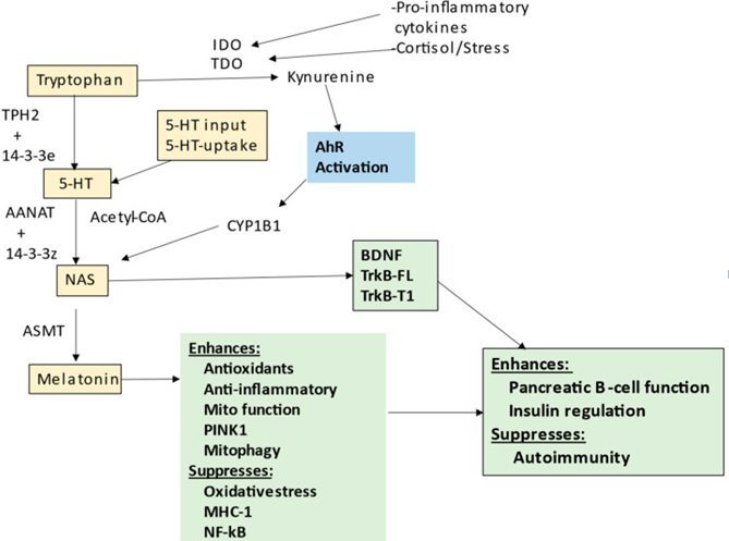 Figure 1: Shows the tryptophan–melatonin pathway (gold shade).