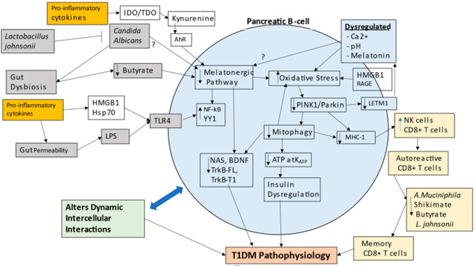 Figure 2: Shows how gut dysbiosis, gut permeability, pro-inflammatory cytokines, and Candida albicans fungal infection act to suppress the mitochondrial melatonergic pathway in pancreatic β-cells.