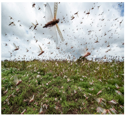 Figure 2: Locust infested vegetable farm.