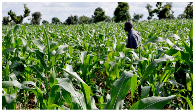 Figure 3: Healthy maize farm in Delta State, Nigeria.
