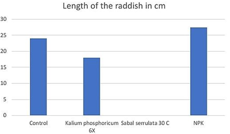 Figure 4: Length of the Raddish.