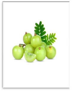 Figure 13: _Asparagus Racemosus._