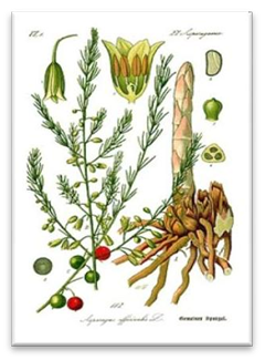 Figure 14: _Ginkgo Biloba._
