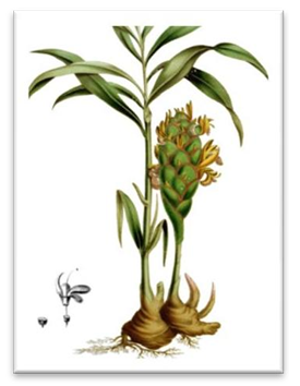Figure 4: _Allium Sativum._