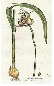 Figure 5: _Zingiber Officinale_ [40].