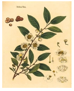 Figure 6: _Camellia Sinensis_ [42].