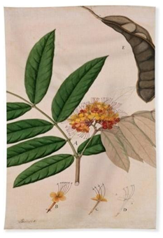 Figure 7: _Azadirachta Indica._