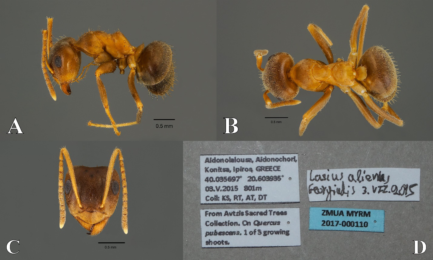 Figure 3: Lasius alienus. A. Lateral. B. Dorsal. C. Head. D. Data labels.