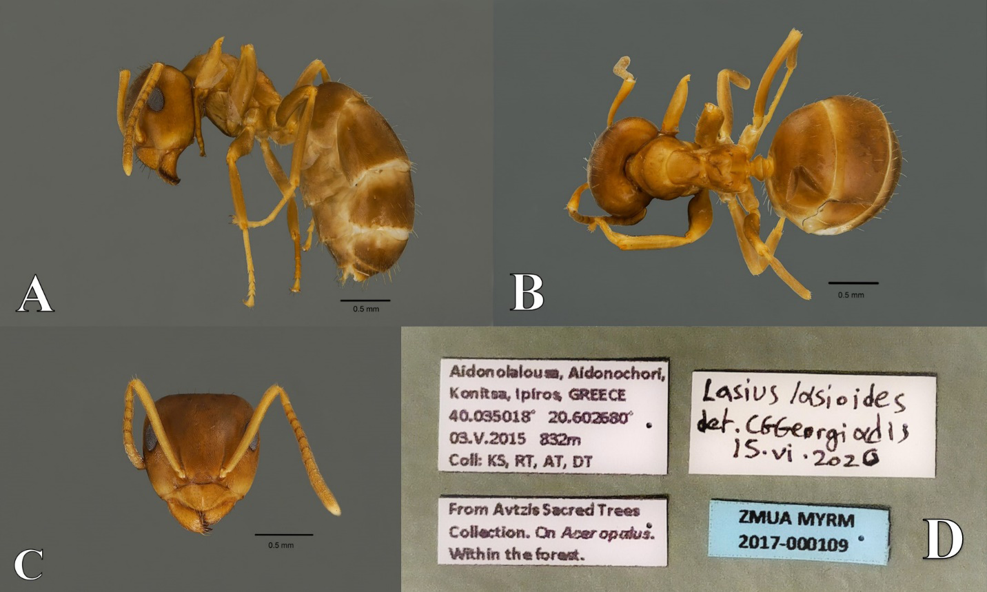 Figure 4: Lasius lasioides. A. Lateral. B. Dorsal. C. Head. D. Data labels.