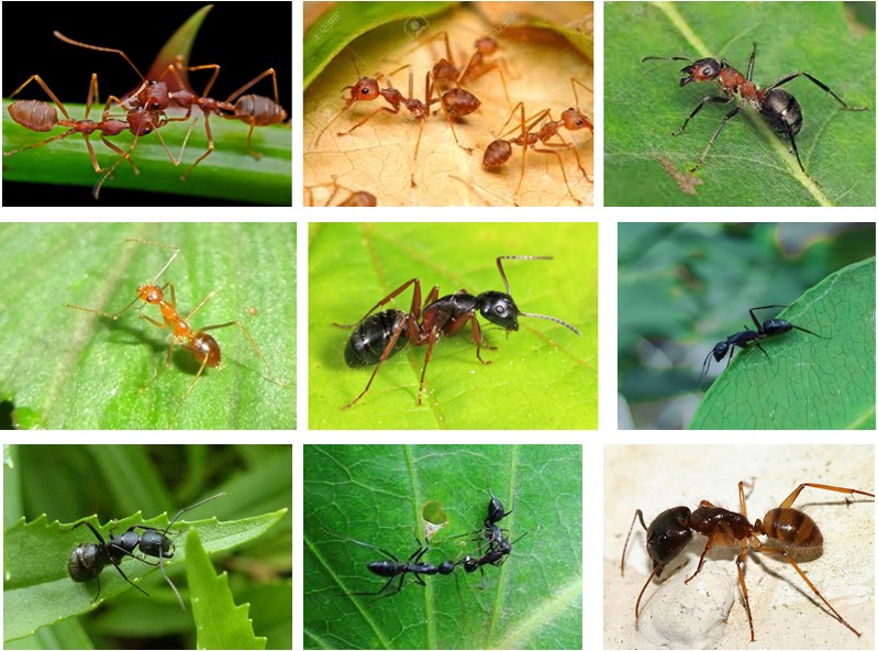 Figure 1: Composition of Ant species recorded in the Study area.