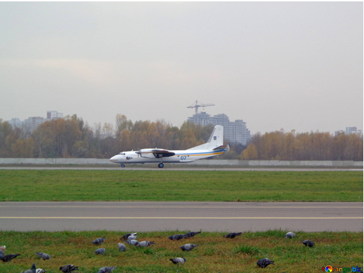 Figure 1: Incident of percentages of bird strikes.